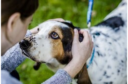 Gyomorcsavarodás kutyáknál - Tünetek, teendők és az életveszélyes állapot megelőzése