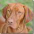 Rövidszőrű magyar vizsla Rövidszőrű magyar vizsla