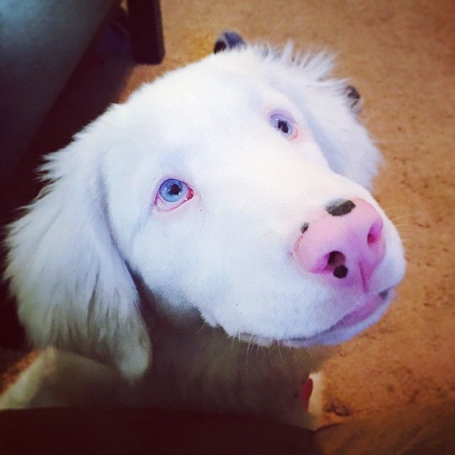 Albínó kutya - Fehér szőrzet, kék szem, rózsaszín orr
