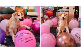 Egy egész szobányi lufi várta a lebénult kutyust - Így ünnepelte 13. születésnapját