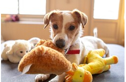 Miért szeretik olyan nagyon a kutyák a különféle hangokat adó, sípolós, csipogós játékokat? Miért szeretik olyan nagyon a kutyák a különféle hangokat adó, sípolós, csipogós játékokat?