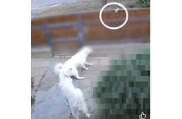 Mérgezett étellel próbálta megölni a szomszéd kutyáit egy szentesi férfi Mérgezett étellel próbálta megölni a szomszéd kutyáit egy szentesi férfi