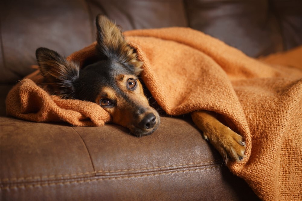 Figyeljük a tüneteket kutyánkon, és ha rosszul van, vigyük állatorvoshoz