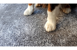 Sós utak: a kutyák téli nagy ellensége Sós utak: a kutyák téli nagy ellensége