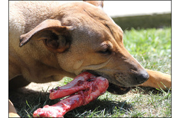 Miért jó a nyers étrend a kutyának? Miért jó a nyers étrend a kutyának?