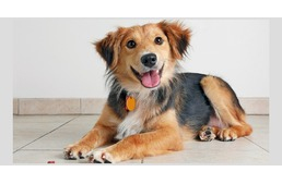 5 tévhit a mentett kutyákkal kapcsolatban 5 tévhit a mentett kutyákkal kapcsolatban