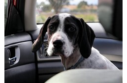 7 jel, hogy kutyád nem érzi jól magát autózás közben 7 jel, hogy kutyád nem érzi jól magát autózás közben