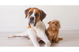 6 tévhit a nagytestű és óriás kutyákról, amit nem kell feltétlenül elhinni 6 tévhit a nagytestű és óriás kutyákról, amit nem kell feltétlenül elhinni