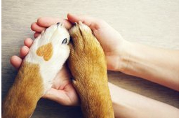 6 tipp a mancsok egészségének megőrzéséhez 6 tipp a mancsok egészségének megőrzéséhez