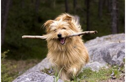 Miért szeret a kutyám botot rágni? És miért baj, ha meg is eszi? Miért szeret a kutyám botot rágni? És miért baj, ha meg is eszi?