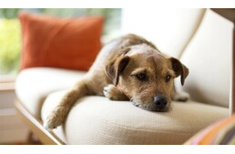 Fagyálló mérgezés kutyáknál – Miről ismerhetjük fel? Fagyálló mérgezés kutyáknál – Miről ismerhetjük fel?