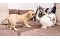 Kutyák és nyulak – Mit kell tudni a békés együttéléshez? Kutyák és nyulak – Mit kell tudni a békés együttéléshez?