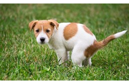 Miért néz rám a kutyám, miközben a nagydolgát végzi? Miért néz rám a kutyám, miközben a nagydolgát végzi?