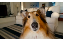 8 különös szokás, amit a kutya átvehet a gazditól 8 különös szokás, amit a kutya átvehet a gazditól