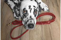 Séta? 10 jel, amivel a kutyád azt üzenheti, ideje kimenni Séta? 10 jel, amivel a kutyád azt üzenheti, ideje kimenni