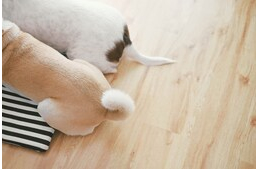 Amikor nem csóvál: 8 gyakori probléma, mely a kutya farkát érintheti Amikor nem csóvál: 8 gyakori probléma, mely a kutya farkát érintheti