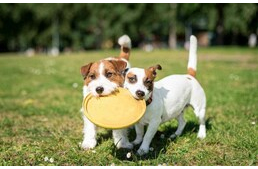 A Te kutyádnak is van legjobb barátja? A Te kutyádnak is van legjobb barátja?