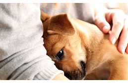 Hirtelen bújós lett a kutyád? Lehet, hogy ezeket szeretné elmondani Hirtelen bújós lett a kutyád? Lehet, hogy ezeket szeretné elmondani