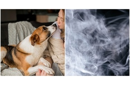 A dohányzás veszélyes kutyádra is! A dohányzás veszélyes kutyádra is!