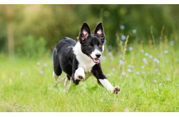 5 kérdés, amit érdemes feltenned magadnak, ha aktív kutyát szeretnél 5 kérdés, amit érdemes feltenned magadnak, ha aktív kutyát szeretnél