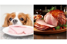 Ehetnek a kutyák sonkát? Ehetnek a kutyák sonkát?
