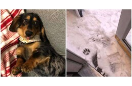 Séta a hóban? Kösz, de nem! - Takarója alá bújt a tacskó, miután hozzáért mancsához a hó Séta a hóban? Kösz, de nem! - Takarója alá bújt a tacskó, miután hozzáért mancsához a hó