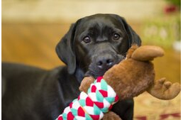 Miért hozza oda a kutya a játékát, amikor hazaérkezik a gazdi? Miért hozza oda a kutya a játékát, amikor hazaérkezik a gazdi?