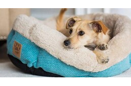 Kutyák és a fűtés - Mennyire legyen meleg otthonunkban? Kutyák és a fűtés - Mennyire legyen meleg otthonunkban?