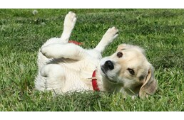 Miért szeretnek a kutyák a fűben hemperegni? Miért szeretnek a kutyák a fűben hemperegni?