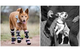 Hihetetlen felfedezések, meglepő találmányok - és a kutyák, akiknek mindezt köszönhetjük Hihetetlen felfedezések, meglepő találmányok - és a kutyák, akiknek mindezt köszönhetjük