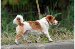 Hogyan találnak haza a kutyák? Hogyan találnak haza a kutyák?