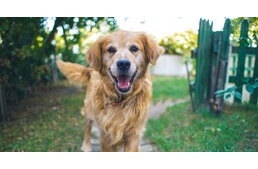 Idős korban is fontos a mozgás! 5 tipp, hogy öregedő kutyád fitt maradhasson Idős korban is fontos a mozgás! 5 tipp, hogy öregedő kutyád fitt maradhasson