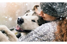 Így lehet biztonságban kedvenced a hideg hónapokban is! Így lehet biztonságban kedvenced a hideg hónapokban is!