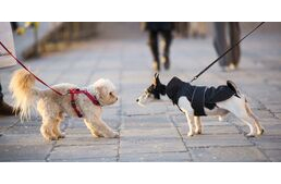 Ezért ne engedd oda más kutyákhoz a kedvencedet, ha pórázon van Ezért ne engedd oda más kutyákhoz a kedvencedet, ha pórázon van