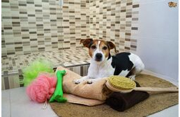 Miért jön utánam a kutyám a fürdőszobába? Miért jön utánam a kutyám a fürdőszobába?