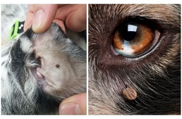 Kullancsveszély: 6 pont a kutya testén, melyet feltétlenül nézz át Kullancsveszély: 6 pont a kutya testén, melyet feltétlenül nézz át