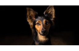 Mennyire látnak jól a sötétben a kutyák? Mennyire látnak jól a sötétben a kutyák?