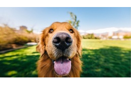 Miért bökdös az orrával a kutyám? Miért bökdös az orrával a kutyám?