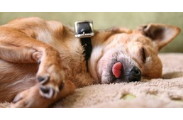 Miért csikorgatja a kutya a fogait? Miért csikorgatja a kutya a fogait?