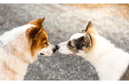 Miért érintik össze orrukat a kutyák? Miért érintik össze orrukat a kutyák?