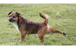 Miért kaparják a földet a kutyák kis- és nagydolguk után? Miért kaparják a földet a kutyák kis- és nagydolguk után?