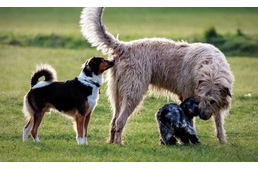 Miért szaglásszák a kutyák egymás hátsóját? Miért szaglásszák a kutyák egymás hátsóját?