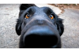 Miért szagol be a kutya a lábaink közé? Miért szagol be a kutya a lábaink közé?