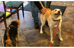 Miért szeretik a kutyák, ha megvakargatjuk a hátsójukat, derekukat? Miért szeretik a kutyák, ha megvakargatjuk a hátsójukat, derekukat?