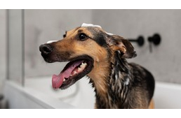 Milyen gyakran szabad fürdetni a kutyát? Milyen gyakran szabad fürdetni a kutyát?