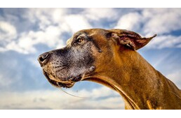 Fokozott nyáladzás kutyáknál - mi okozhatja? Fokozott nyáladzás kutyáknál - mi okozhatja?