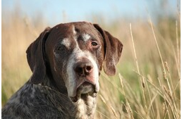 Papilloma - a kutyáknak is lehetnek szemölcsei Papilloma - a kutyáknak is lehetnek szemölcsei