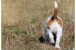 Bűzmirigy gondok kutyáknál - apróságból nagy baj is lehet! Bűzmirigy gondok kutyáknál - apróságból nagy baj is lehet!