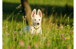 Szénanátha kutyáknál - Tünetek és teendők Szénanátha kutyáknál - Tünetek és teendők