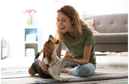 3 szimatolós játék otthonra, amely kutyádnak is tetszeni fog 3 szimatolós játék otthonra, amely kutyádnak is tetszeni fog